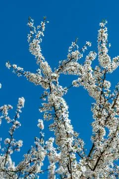 Flowering Shrub Stock Photos