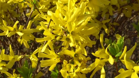 Flowering shrub yellow in early spring in windy weather Stock Footage 151434445