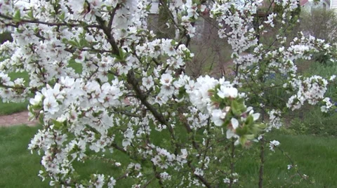 Flowering shrubs white  flowers. Camera moving. Stock Footage 64209784