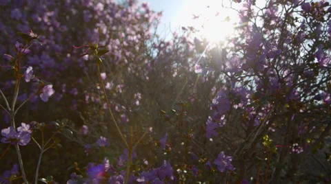 Flowering shrubs against backlight Stock Footage 67287362