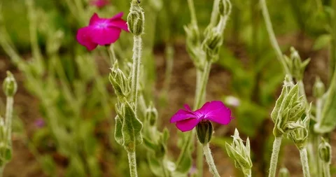 Flowering Silene Coronaria Stock Footage 112743756
