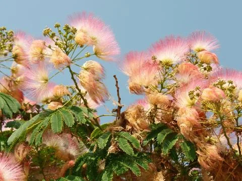 Flowering silk tree Stock Photos