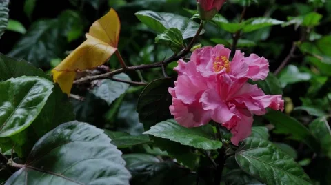 Flowering single frame filming Video stock 53370657