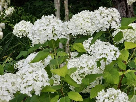 Flowering Smooth Hydrangea Shrub with Multiple White Blooms Stock Photos