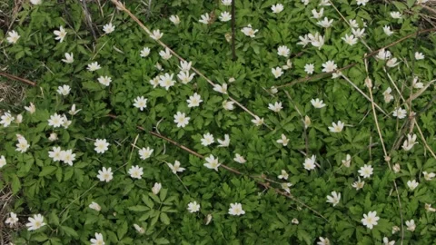 Flowering snowdrops in early spring 库存影片 130890226