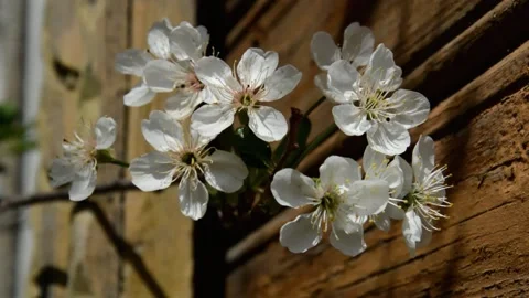 Flowering sour cherry Stock Footage 132017012