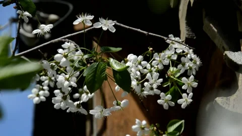 Flowering sour cherry Stock Footage 132017227