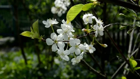 Flowering sour cherry Stock Footage 132017549