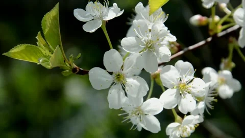 Flowering sour cherry Stock Footage 132017651