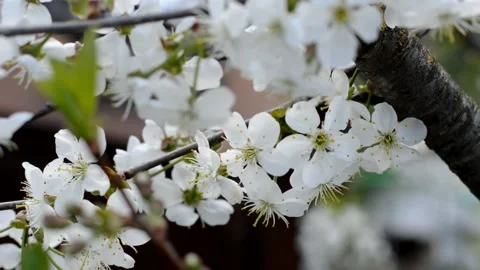 Flowering sour cherry 動画素材 132018509