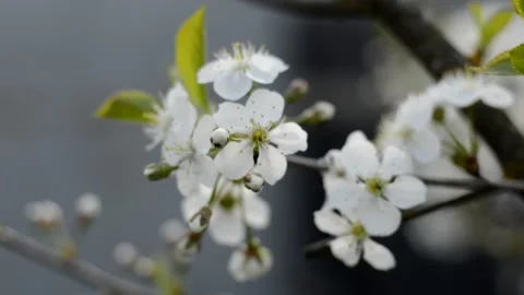 Flowering sour cherry Stock Footage 132018618