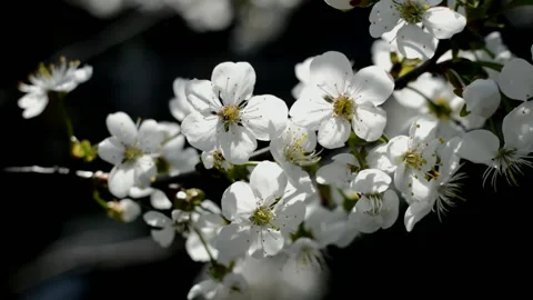 Flowering sour cherry Stock Footage 132299451