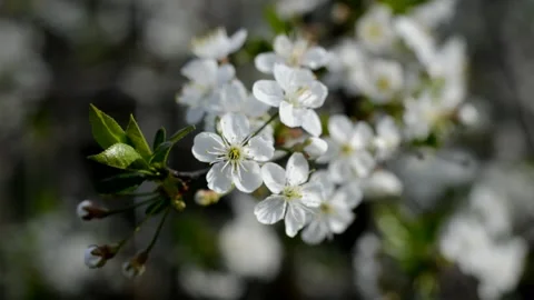 Flowering sour cherry Stock Footage 132300101