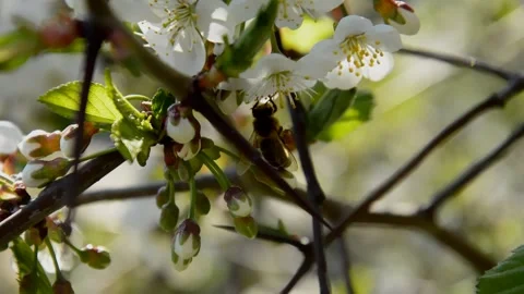 Flowering sour cherry Stock Footage 252671859