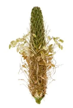 Flowering spike of lanceolate plantain with small stamens on an isolated ba.. Stock Photos