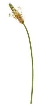 Flowering spike of lanceolate plantain with small stamens on an isolated ba.. Stock Photos