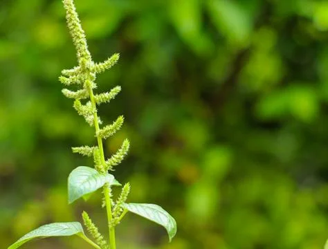 Flowering spinach tree is ready to grow Stock Photos
