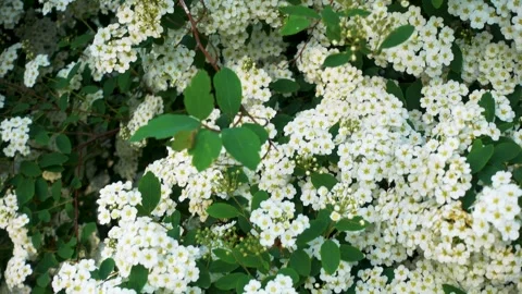 Flowering spirea in the spring in the park. Camera movement. Stock Footage 243497452