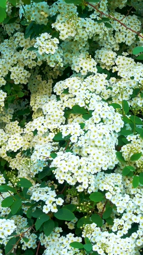 Flowering spirea in the spring in the park. Stock Footage 335456501
