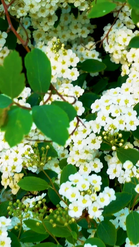 Flowering spirea in the spring in the park. Stock Footage 335456514