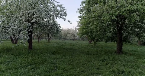 Flowering spring apple park CC 516 45226 15 1. Stock Footage 92410390