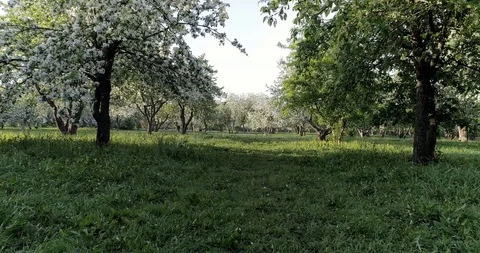 Flowering spring apple park CC 516 613 36. Stock Footage 92410437