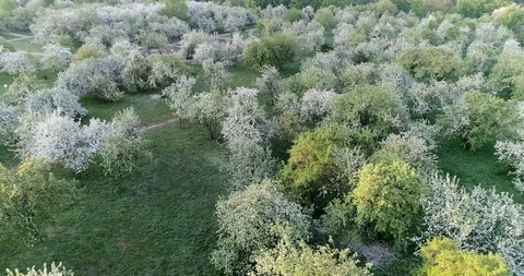 Flowering spring apple park CC 516 5846 27. Stock Footage 92410463