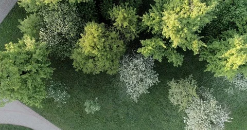 Flowering spring apple park CC 516 535 22. Stock Footage 92410527