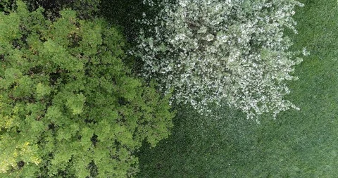 Flowering spring apple park CC 516 5434 23. Stock Footage 92410547