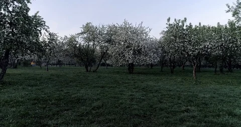 Flowering spring apple park CC 516 45226 15 2. Stock Footage 92448633