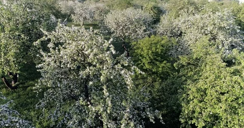 Flowering spring apple park CC 516 622 35. Stock-Footage 92448648