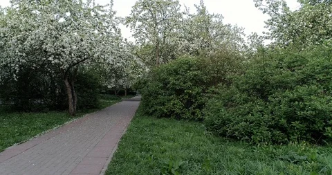 Flowering spring apple park CC 516 4432 8. Stock-Footage 92448649