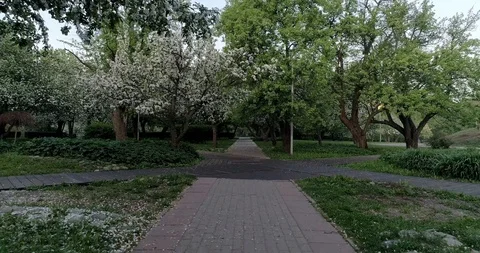 Flowering spring apple park. Fly along the path 4424 5. Stock Footage 92410468