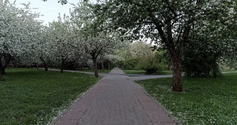 Flowering spring apple park. Fly along the path CC 516 43752 4. Video stock 92410601