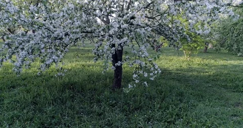 Flowering spring apple tree CC 516 5576 32. Stock Footage 92410579