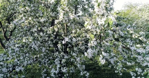 Flowering spring apple tree. White flowers CC 516 55932 33. 動画素材 92410498