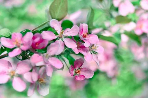Flowering spring branch of apples Stock Photos