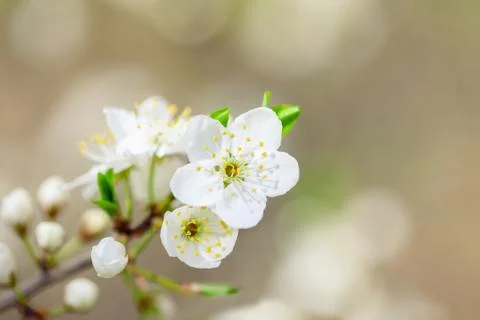 Flowering spring branch Stock Photos