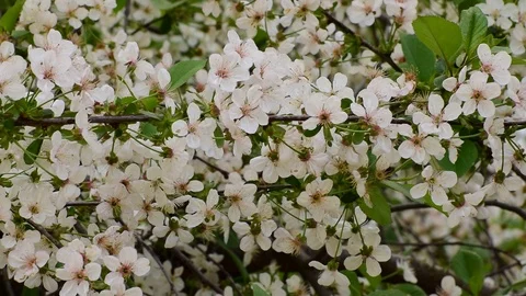 Flowering spring branches of cherry Cerasus shpanka with flowers Stock Footage 89042490