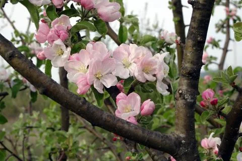 Flowering spring branches of fruit trees on a blurred background Stock Photos
