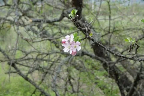 Flowering spring branches of fruit trees on a blurred background Stock Photos