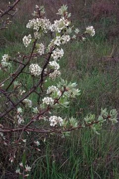 Flowering spring branches of fruit trees on a blurred background Stock Photos