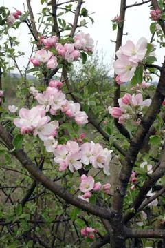 Flowering spring branches of fruit trees on a blurred background Stock Photos