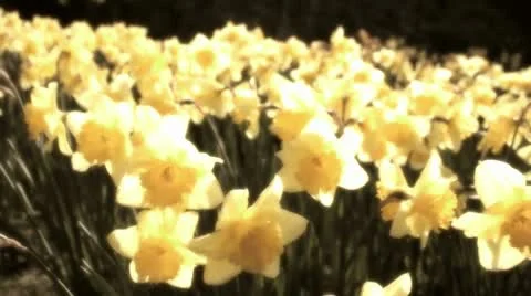 Flowering spring daffodils Vídeo Stock 10714265