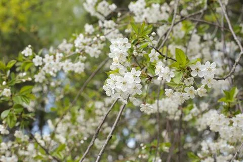 Flowering, spring, delicious-smelling tree. Stock Photos