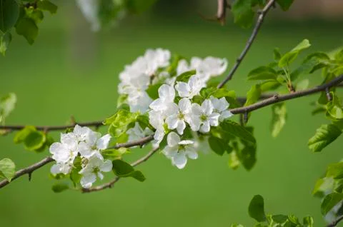 Flowering in Spring Garden Stock Photos