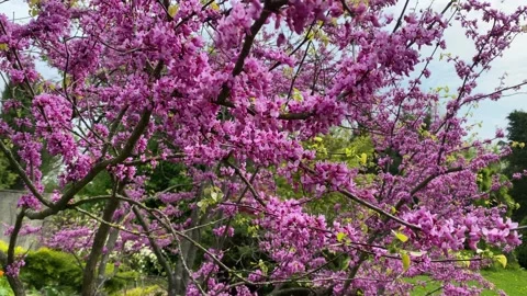 Flowering spring Japanese trees. Stock Footage 192459846
