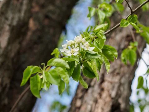 Flowering in the spring 스톡 사진