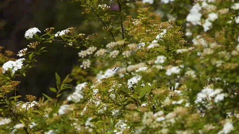 Flowering Spring Shrub Stock Footage 95295128