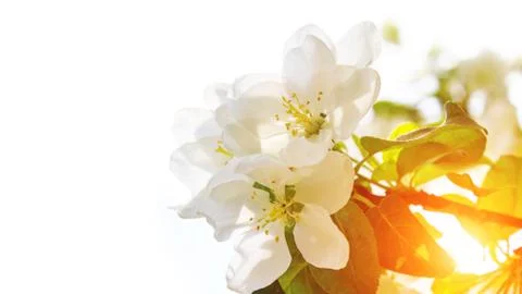 Flowering spring tree at dawn with copyspace Stock Photos